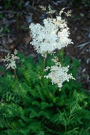 Image result for Filipendula vulgaris