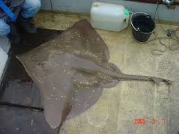 Image result for Dipturus batis