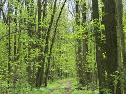 Image result for лес,