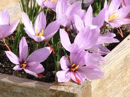 Image result for Herbstzeitlose