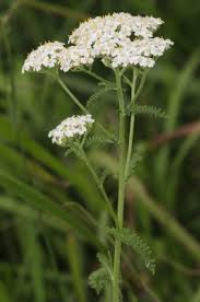 Attēlu rezultāti vaicājumam “Achillea millefolium bud”