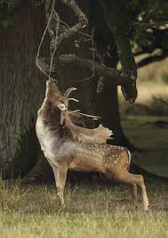 Attēlu rezultāti vaicājumam “Dama dama”