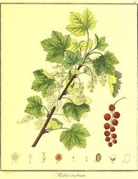 Attēlu rezultāti vaicājumam “Ribes rubrum leaf”