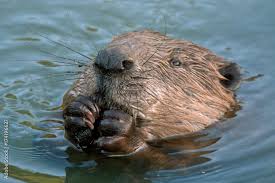 Image result for Castor fiber