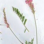 Attēlu rezultāti vaicājumam “Onobrychis arenaria fruit”