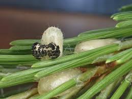 Attēlu rezultāti vaicājumam “Neodiprion sertifer”