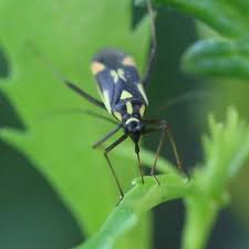 Attēlu rezultāti vaicājumam “Grypocoris sexguttatus”