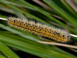 Attēlu rezultāti vaicājumam “Lasiocampa trifolii male”