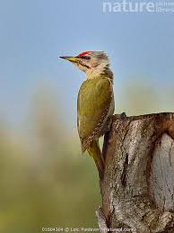 Attēlu rezultāti vaicājumam “Picus canus”