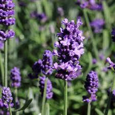 Image result for Lavendel