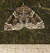 Attēlu rezultāti vaicājumam “Eulithis prunata”