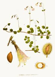 Attēlu rezultāti vaicājumam “Linnaea borealis”