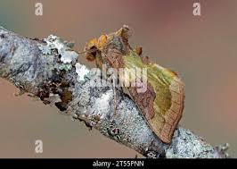 Attēlu rezultāti vaicājumam “Diachrysia tutti”