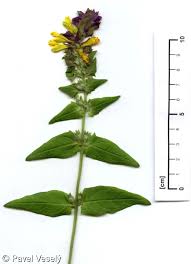 Attēlu rezultāti vaicājumam “Melampyrum nemorosum”