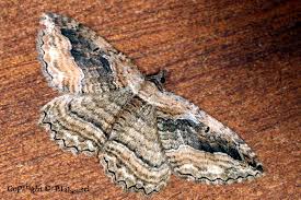 Attēlu rezultāti vaicājumam “Horisme vitalbata”