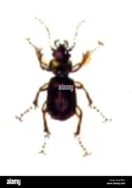 Attēlu rezultāti vaicājumam “Badister bullatus”