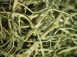 Attēlu rezultāti vaicājumam “Bryoria capillaris”