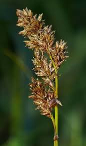 Attēlu rezultāti vaicājumam “Carex appropinquata fruit”