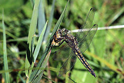 Attēlu rezultāti vaicājumam “Orthetrum cancellatum”