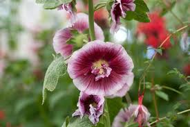 Attēlu rezultāti vaicājumam “Alcea rosea leaf”