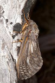 Attēlu rezultāti vaicājumam “Hepialidae”