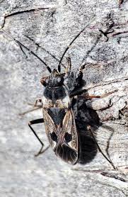 Image result for Rhyparochromus