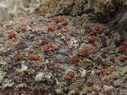 Attēlu rezultāti vaicājumam “Cladonia caespiticia”
