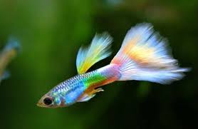 Image result for vissen