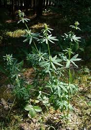 Attēlu rezultāti vaicājumam “Galium schultesii”