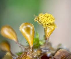 Attēlu rezultāti vaicājumam “Hemitrichia clavata stalked”