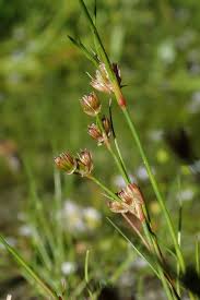 Attēlu rezultāti vaicājumam “Juncus bulbosus”