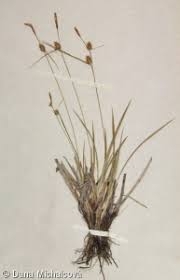 Attēlu rezultāti vaicājumam “Carex lepidocarpa”