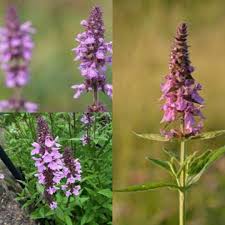 Attēlu rezultāti vaicājumam “Stachys palustris flower”