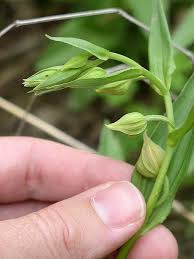 Attēlu rezultāti vaicājumam “Epipactis atrorubens bud”