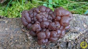 Attēlu rezultāti vaicājumam “Ascotremella faginea”