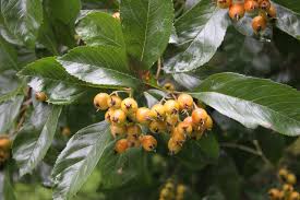 Attēlu rezultāti vaicājumam “Crataegus”