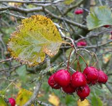 Attēlu rezultāti vaicājumam “Crataegus macracantha flower”
