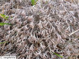 Attēlu rezultāti vaicājumam “Cladonia rangiferina”