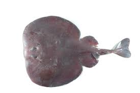 Image result for Tetronarce nobiliana