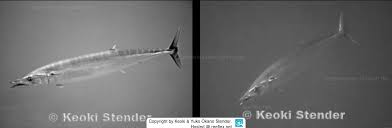 Image result for Acanthocybium solandri