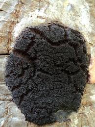 Attēlu rezultāti vaicājumam “Amaurochaete fusiformis”