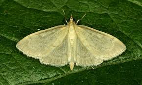 Attēlu rezultāti vaicājumam “Paratalanta hyalinalis”