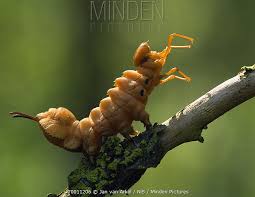 Attēlu rezultāti vaicājumam “Stauropus fagi”