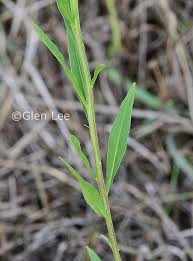 Attēlu rezultāti vaicājumam “Erysimum cheiranthoides leaf”