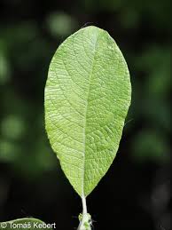 Attēlu rezultāti vaicājumam “Salix aurita”