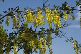 Attēlu rezultāti vaicājumam “Laburnum alpinum”
