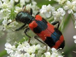 Attēlu rezultāti vaicājumam “Trichodes apiarius”