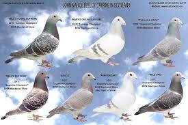 Image result for Abbeyton & Broomfield Racing Pigeons