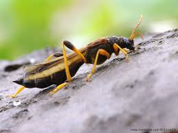 Attēlu rezultāti vaicājumam “Necydalis major”