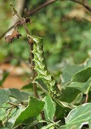 Attēlu rezultāti vaicājumam “Melanchra persicariae larva”